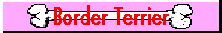 Border Terrier