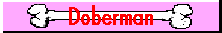Doberman