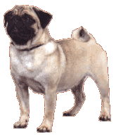 Pug