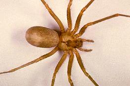 photo Brown Recluse