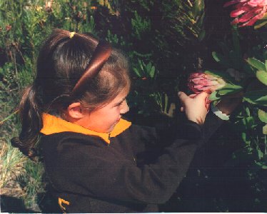 Exploring protea