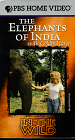 In the Wild - Elephants of India - with Goldie Hawn