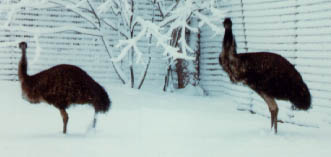 Emus in Snow