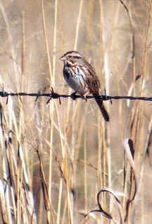 Song Sparrow photo Copyright  Eddie Ray.