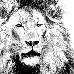 lion.gif