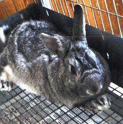 Photo of Flopsy