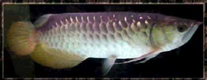 My Arowanas