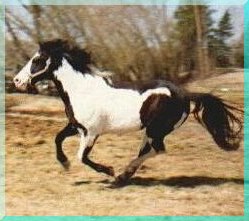 Photo taken in 1994, at 6 years old
APHA/PtHA 1988 -- 15.1 1/2 Hands
20+ Generations Black
UC DAVIS TESTED - HOMOZYGOUS BLACK PRODUCER
Grand Champion Halter Sire
Hi-point Halter Sire
Multiple point earning get in Amateur & Open Halter, Color,
Western Pleasure and Cattle Events!!!
