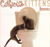 Curious-Kittens