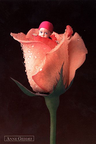 Anne Geddes Foto