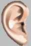 ear2.gif (4372 bytes)