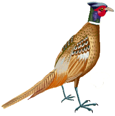 pheasant4