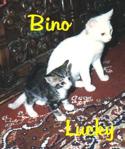 Bino and Lucky