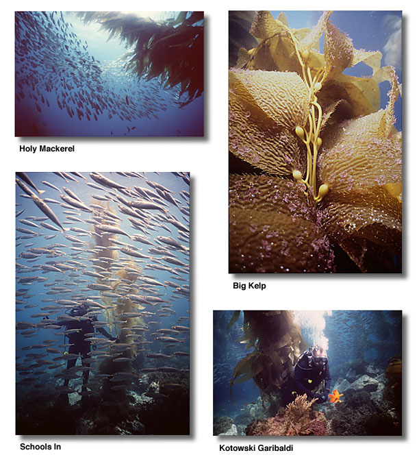 Underwater Photograph