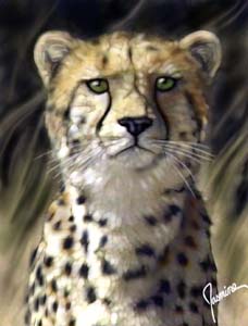 Cheetah by Brandi Jasmine