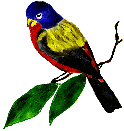 Painted bird