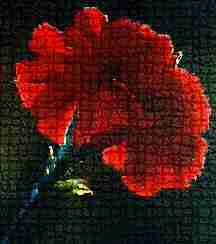 Red Carnation by Cheryl Lynne Bradley