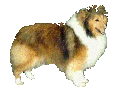 sheltie.gif (5724 bytes)