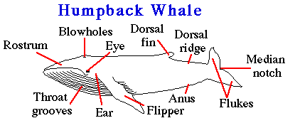 Whale Parts