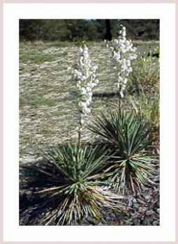 Blooming Yucca