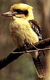 kooka