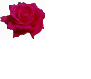 rose2.gif (2431 bytes)