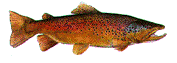 fishone.gif (21826 bytes)