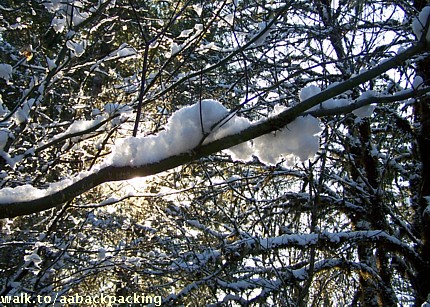 Sunshine in the trees