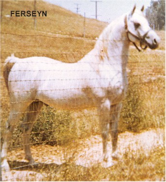 Ferseyn