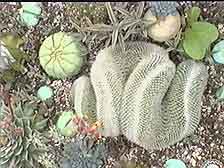 Picture of a Cristate Cactus 