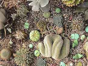 Picture of a Cristate Mammillaria 