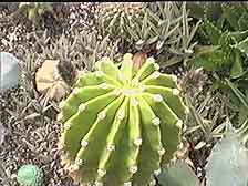 Picture of a Echinopsis Budding 
