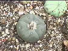 Picture of a Lophophora Williamsii
