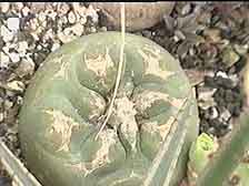 Picture of a Lophophora