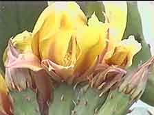 Picture of a Opuntia Flowering