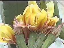 Picture of an Opuntia Flowering Again!