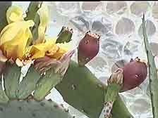 Picture of Opuntia fruit and flowers 