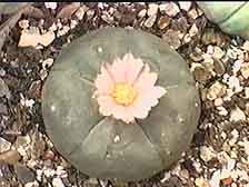 Picture of a Lophophora 