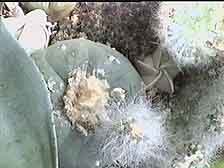 Picture of a Lophophora 