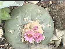 Picture of More Lophophora 