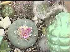 Picture of a Lophophora