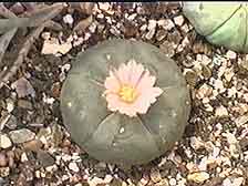 Picture of a Peyote 