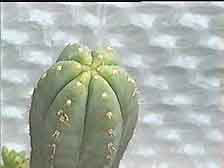 Picture of a San Pedro