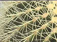 Close-up Picture cactus spines 