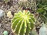 echinopsisbud.jpg