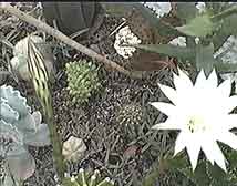 Picture of a Echinopsis Cactus 
