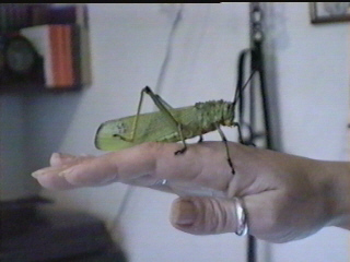 Picture of Kay's Locust 