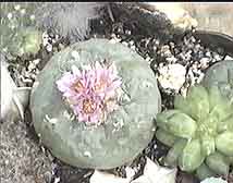 Picture of a Lophophora