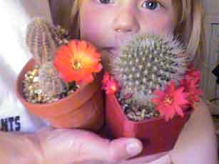 Picture of Pippi With a Cactus in Flower 