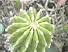 echinopsis0.jpg